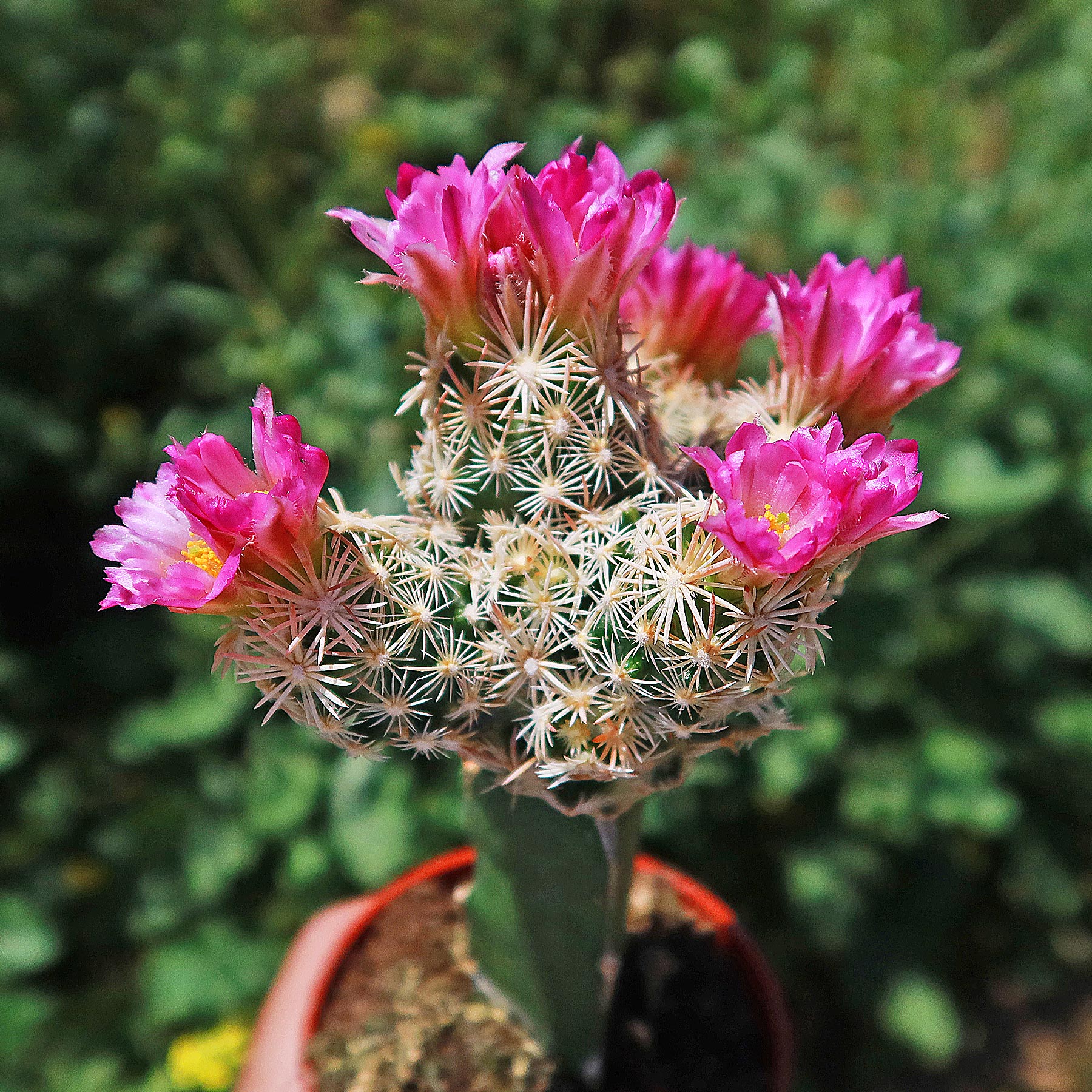 Nellie Cory Cactus 'Escobaria minima grafted'