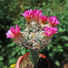 Nellie Cory Cactus &