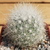 Mammillaria senilis