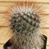 Mammillaria spinosissima