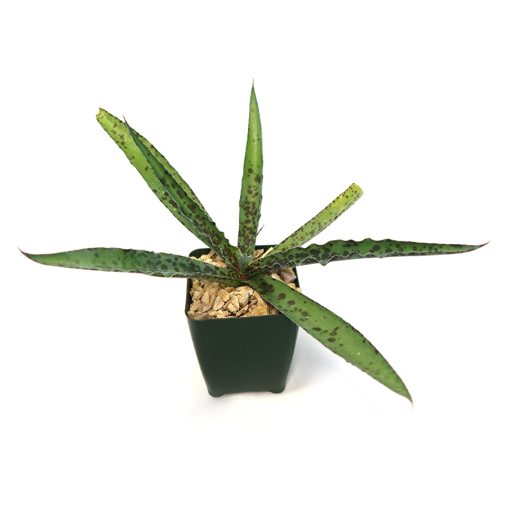 Manfreda undulata ‘Chocolate Chips’