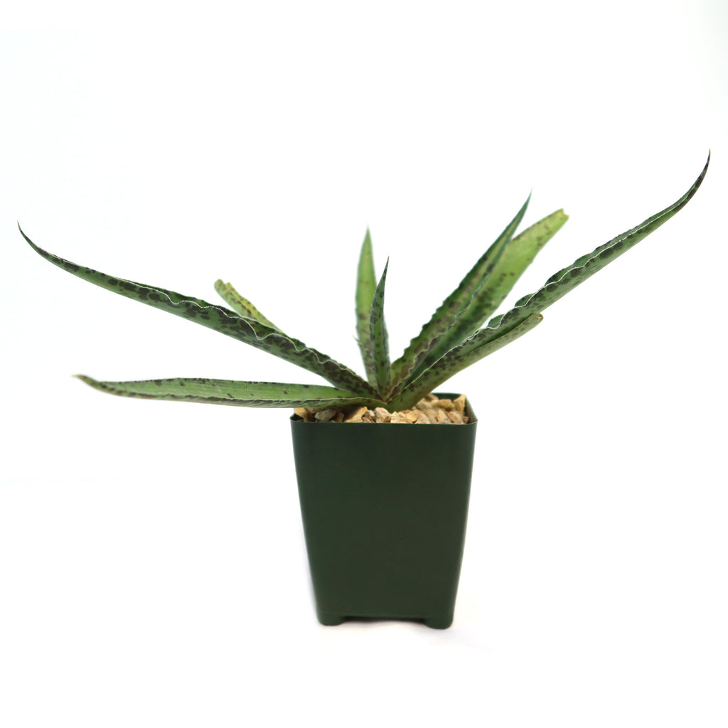 Manfreda undulata ‘Chocolate Chips’