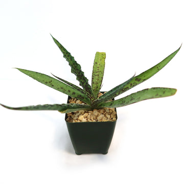 chip and dale succulent Manfreda undulata ‘Chocolate Chips’
