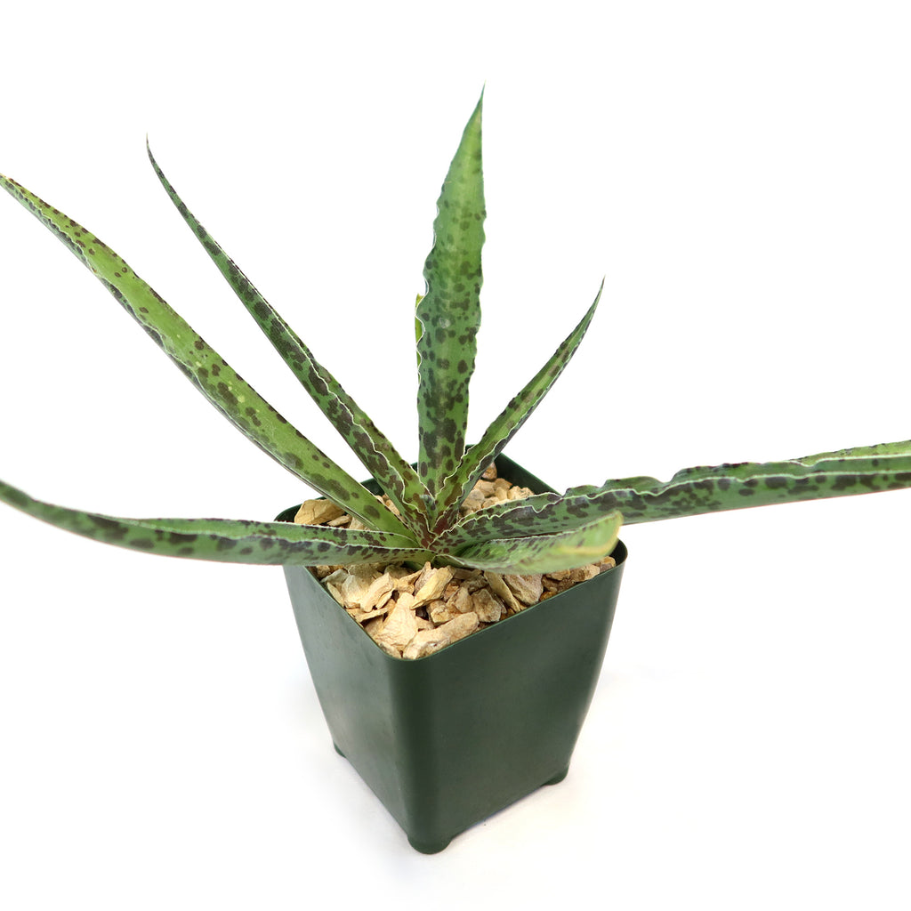 Manfreda undulata ‘Chocolate Chips’