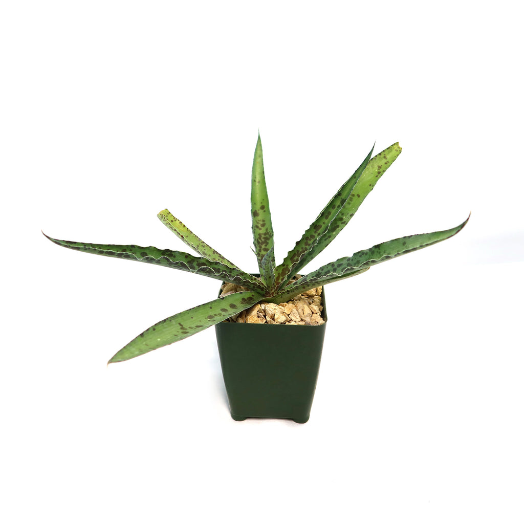 Manfreda undulata ‘Chocolate Chips’