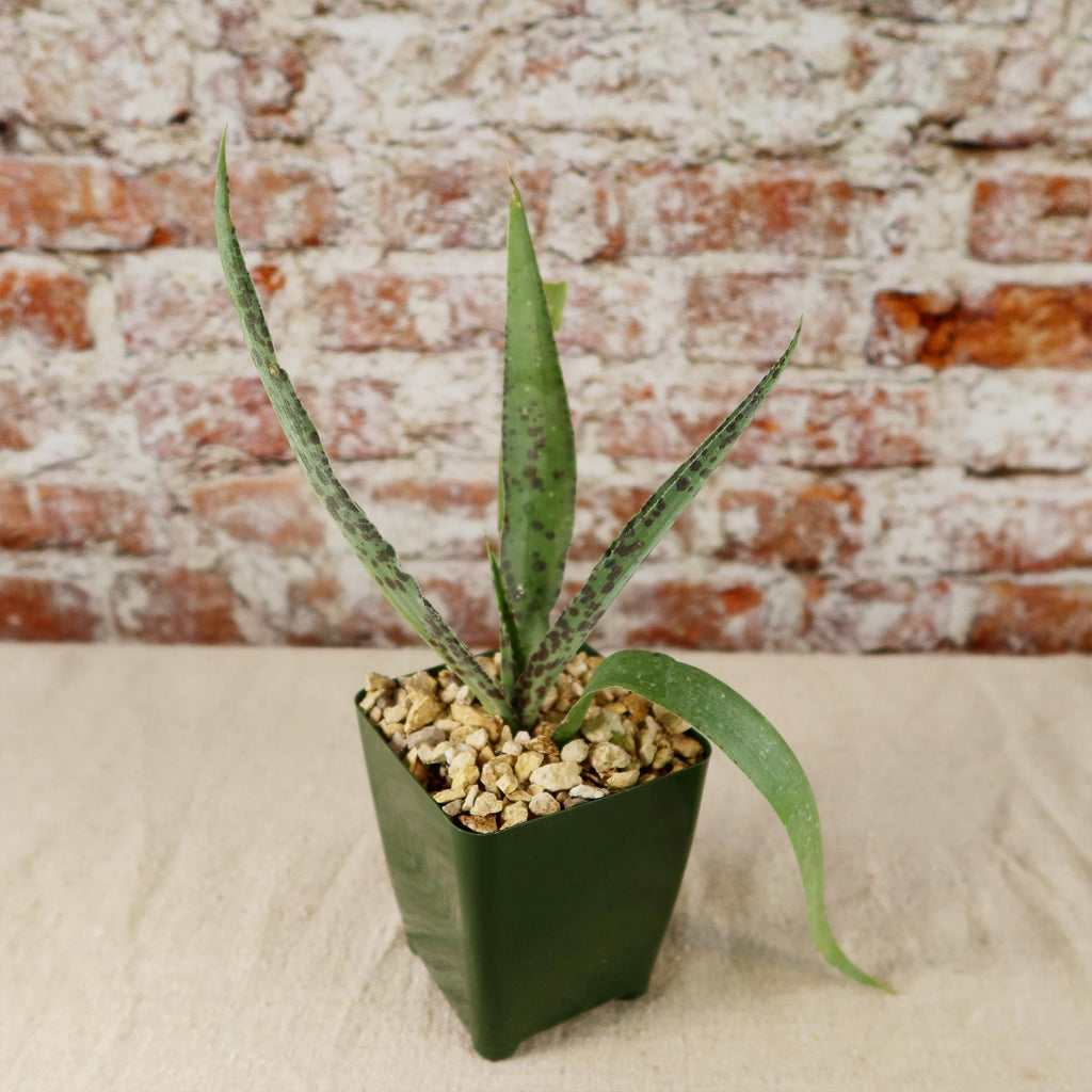 Manfreda undulata ‘Chocolate Chips’