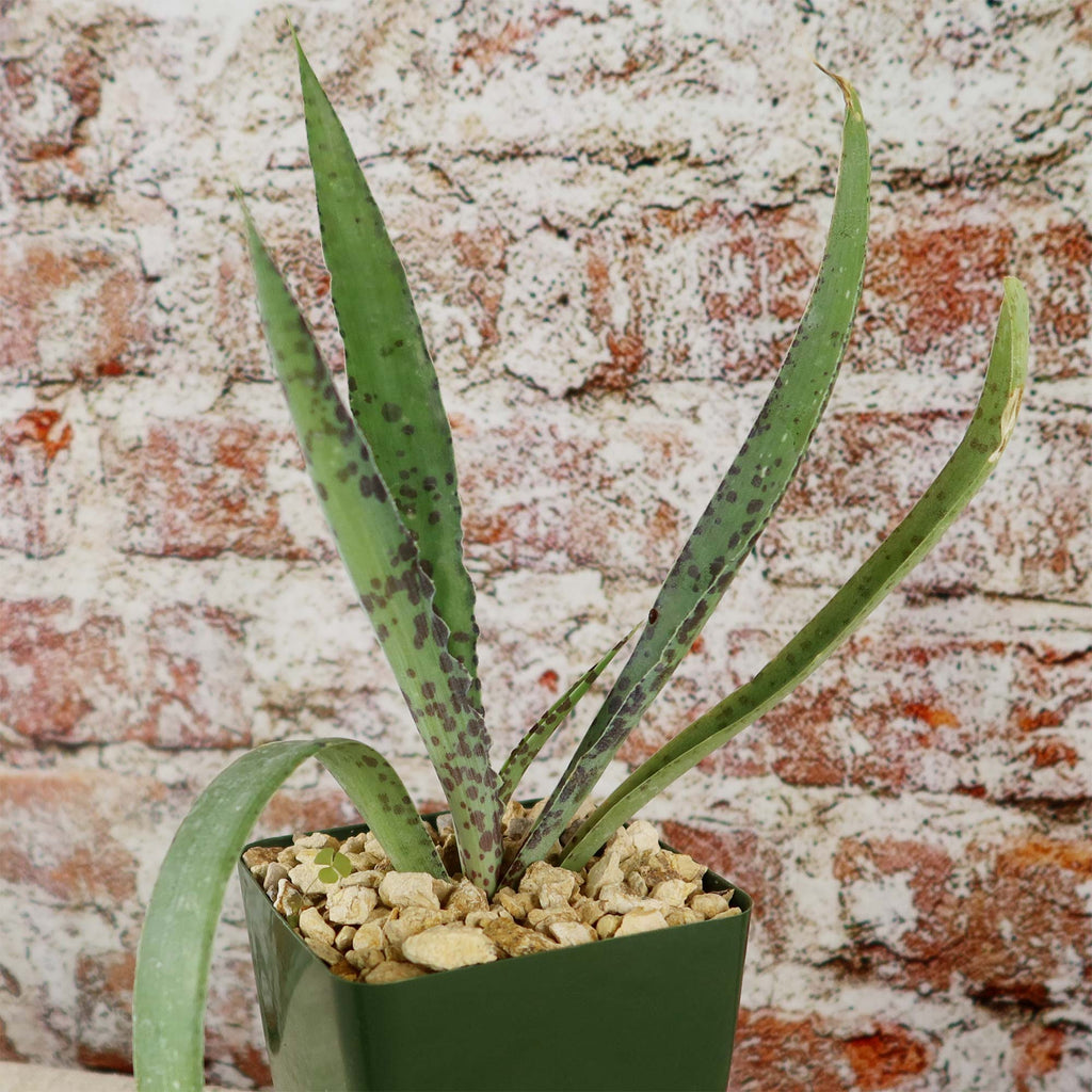 Manfreda undulata ‘Chocolate Chips’