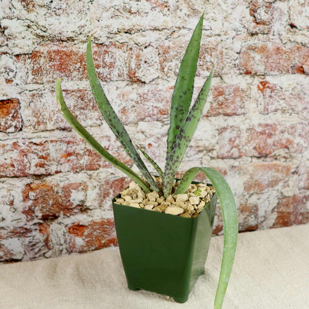 Manfreda undulata ‘Chocolate Chips’