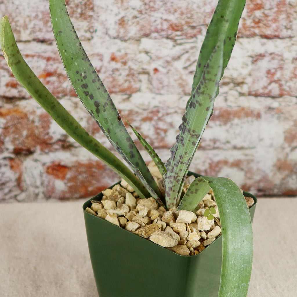 Manfreda undulata ‘Chocolate Chips’