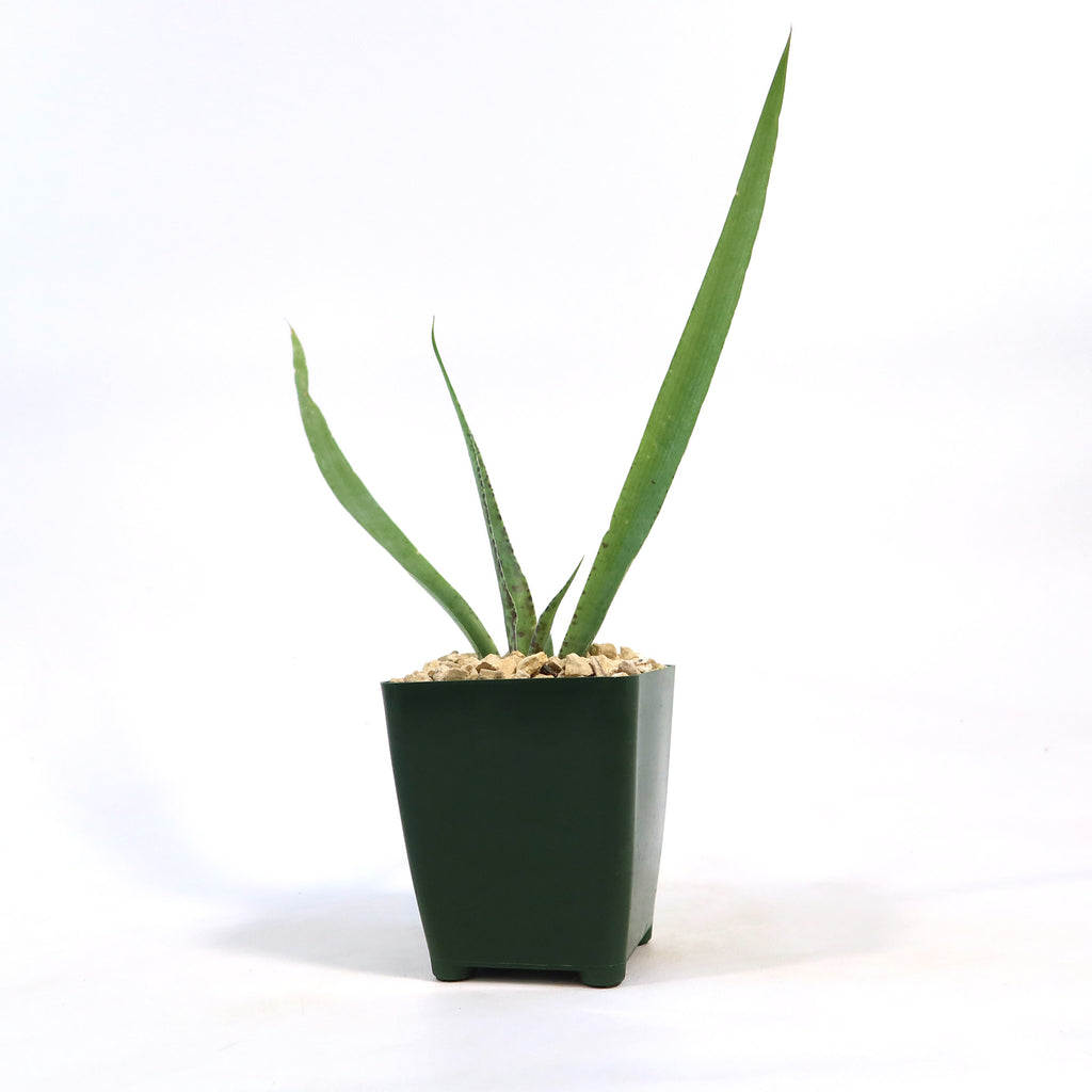 Manfreda undulata ‘Chocolate Chips’