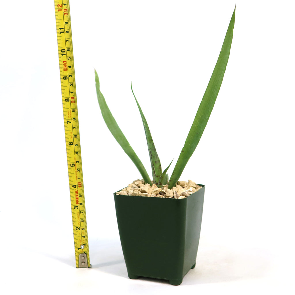 Manfreda undulata ‘Chocolate Chips’