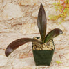 Front view of Mangave Purple Passion with broad burgundy-purple leaves and green tones in a dark green pot