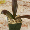 Mangave Purple Passion succulent with dark green and maroon leaves in a green pot of light pebbles, set before a stone-textured background.