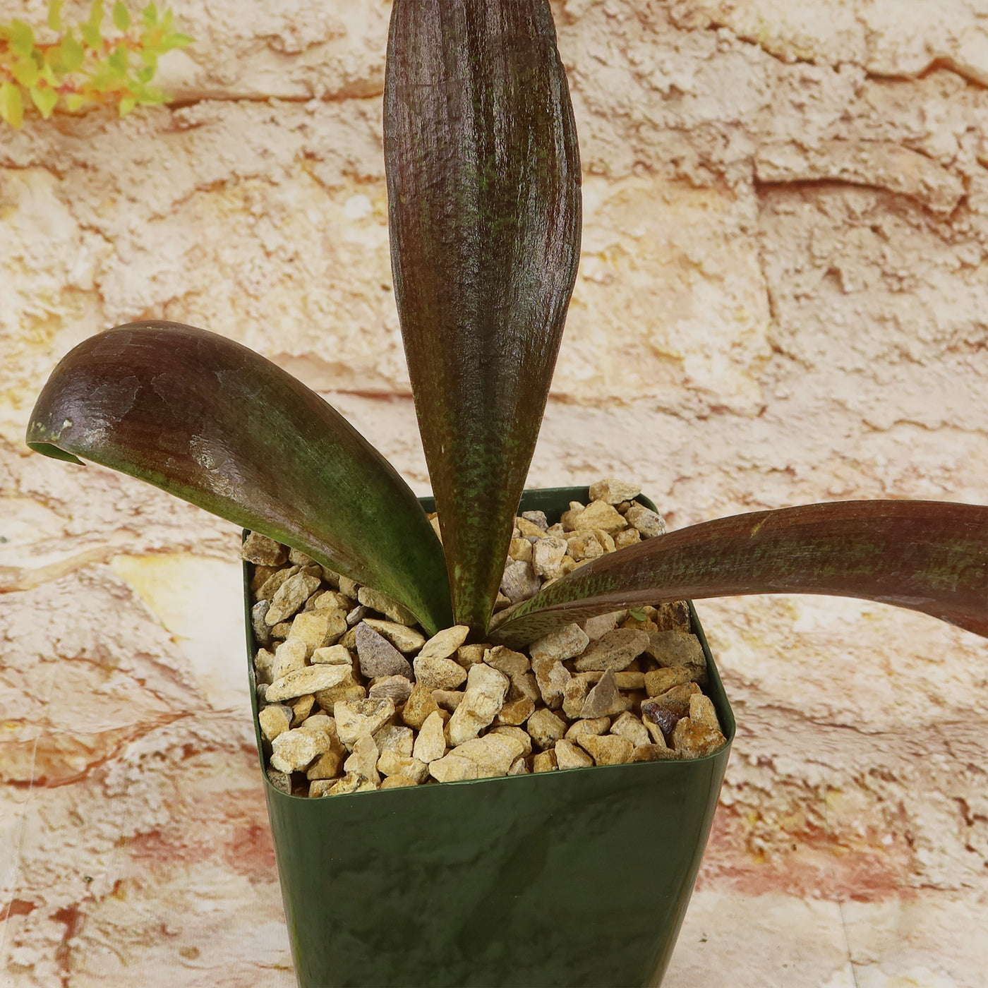 succulent stem turning purple Shop 'Mangave Purple Passion' Care & Growing Guide