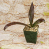 Mangave Purple Passion in a small green square pot with light gravel, displaying long dark green leaves—a striking desert plant.