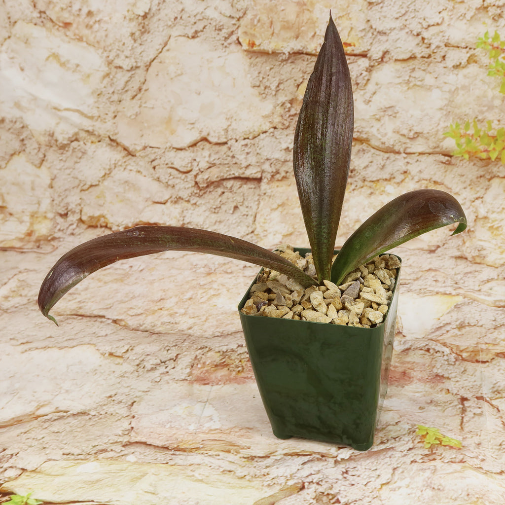 Mangave Purple Passion in a small green square pot with light gravel, displaying long dark green leaves—a striking desert plant.