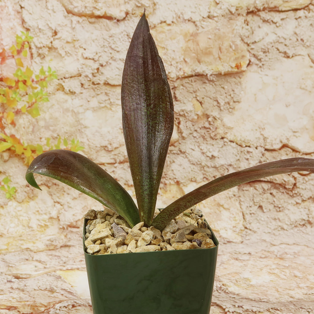 Mangave Purple Passion next to a potted orchid with three glossy leaves, both on gravel-topped soil against a textured stone background.