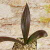 Mangave Purple Passion shows three dark glossy elongated leaves above tan stones, set against a textured beige wall in a desert garden.
