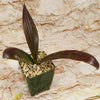Mangave Purple Passion with three broad, dark green and maroon leaves in a small green square gravel pot on a light stone background.