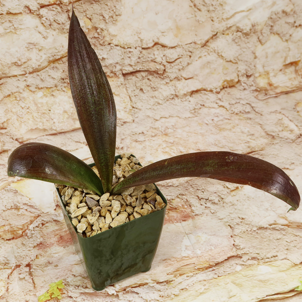 Mangave Purple Passion with three broad, dark green and maroon leaves in a small green square gravel pot on a light stone background.