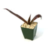 Mangave Purple Passion succulent with dark reddish-purple leaves in a green square plastic pot, set in rocky soil on a white background.
