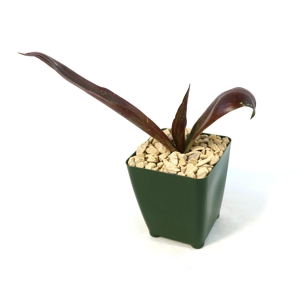 Mangave Purple Passion succulent with dark reddish-purple leaves in a green square plastic pot, set in rocky soil on a white background.
