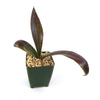 Mangave Purple Passion in a small green pot with broad, reddish-green leaves and light gravel, set against a white background.