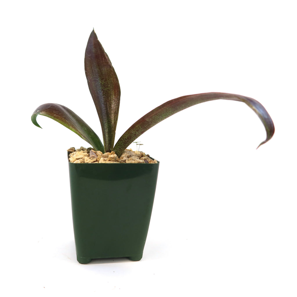 Mangave Purple Passion with three curved green and reddish leaves in a dark green square pot on pebbles, shown on white background.