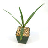 Mangave Freckles and Speckles succulent with green, spotted leaves in a small black square pot with light gravel on a white background.