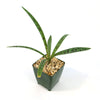 Mangave Freckles and Speckles succulent with slender green leaves and dark spots in a square green pot with pebbles on white background.