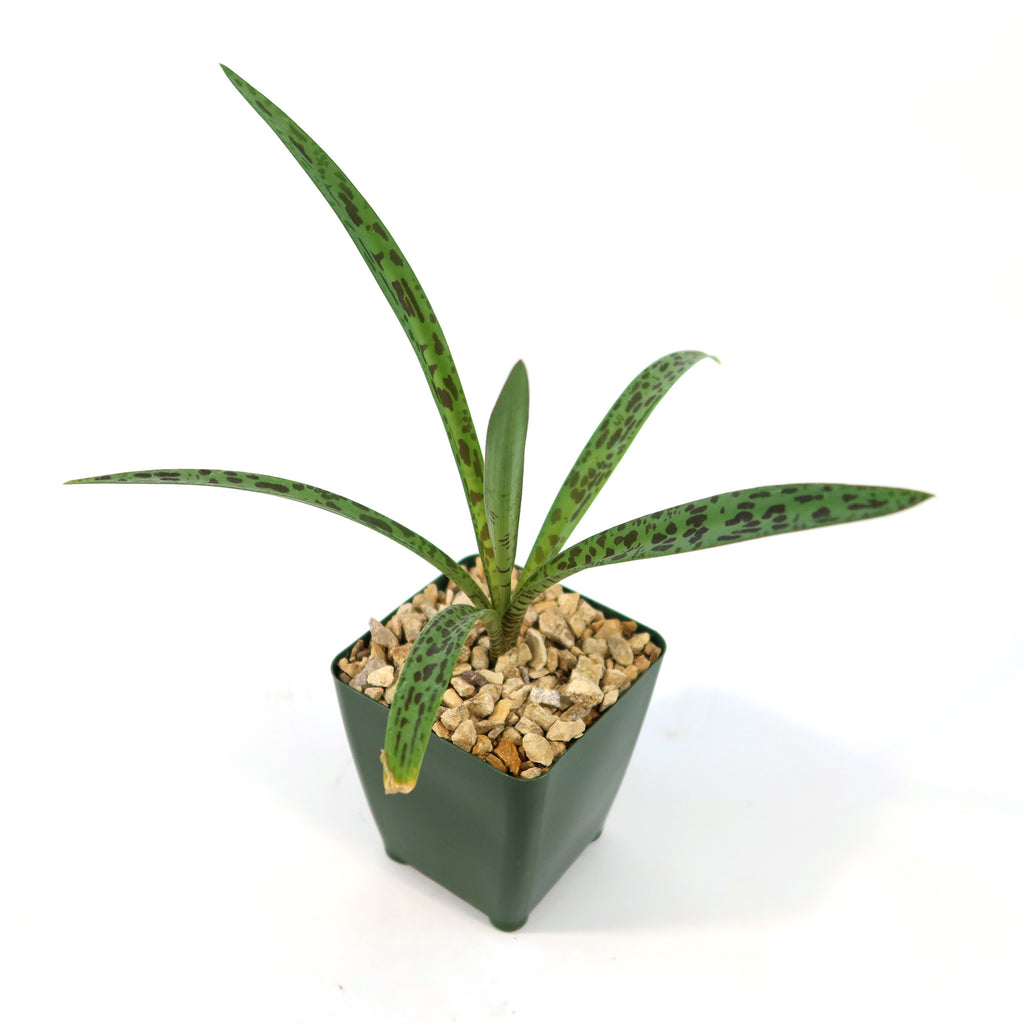 Mangave Freckles and Speckles succulent with slender green leaves and dark spots in a square green pot with pebbles on white background.
