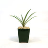 Mangave Freckles and Speckles plant with long green leaves in a dark green square pot filled with light stones on a white background.