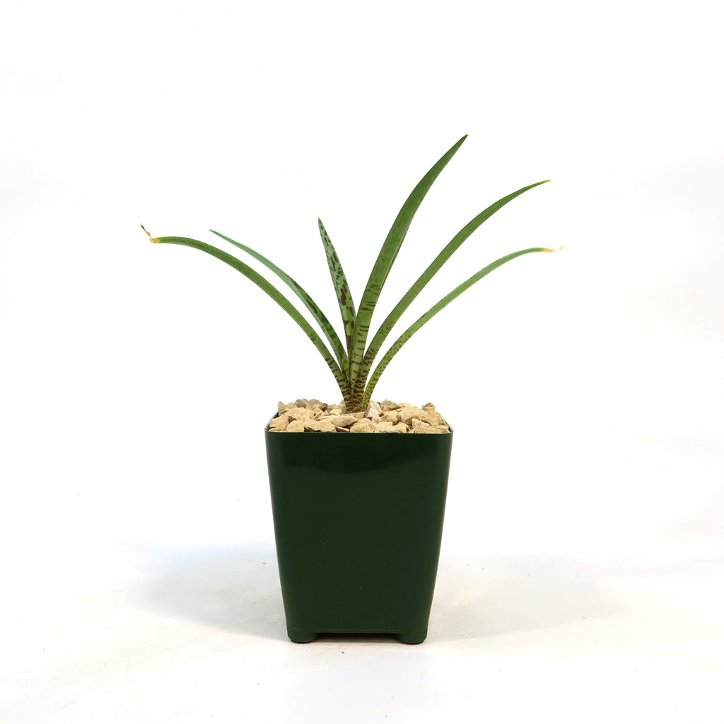 Mangave Freckles and Speckles plant with long green leaves in a dark green square pot filled with light stones on a white background.
