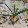 Mangave Freckles and Speckles, a hybrid succulent with green leaves and dark spots, in a pot with tan pebbles on stone by brickwork.