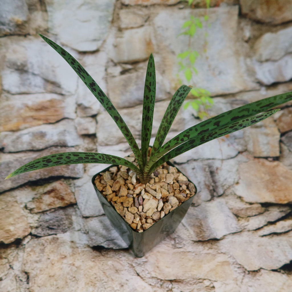 Mangave Freckles and Speckles, a hybrid succulent with green leaves and dark spots, in a pot with tan pebbles on stone by brickwork.