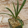 Mangave Freckles and Speckles in a square pebble-filled pot, showing long, spotted leaves against a light textured stone background.