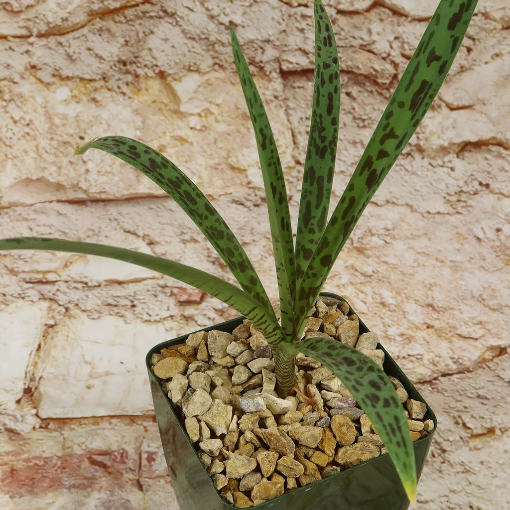 Mangave Freckles and Speckles in a square pebble-filled pot, showing long, spotted leaves against a light textured stone background.