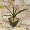 Mangave Freckles and Speckles succulent with pointed leaves and dark spots in a square rock-filled pot, set against a light stone background.