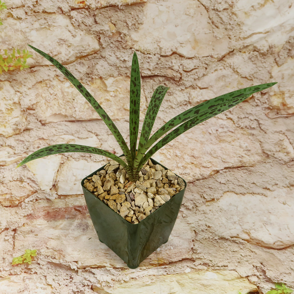 Mangave Freckles and Speckles succulent with pointed leaves and dark spots in a square rock-filled pot, set against a light stone background.