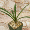 Mangave Freckles and Speckles succulent in a square pot with tan rocks, spotted green leaves, set against a textured stone wall.