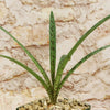 Mangave Freckles and Speckles hybrid succulent, perfect for container gardens, brings lively green color to indoor or outdoor spaces.
