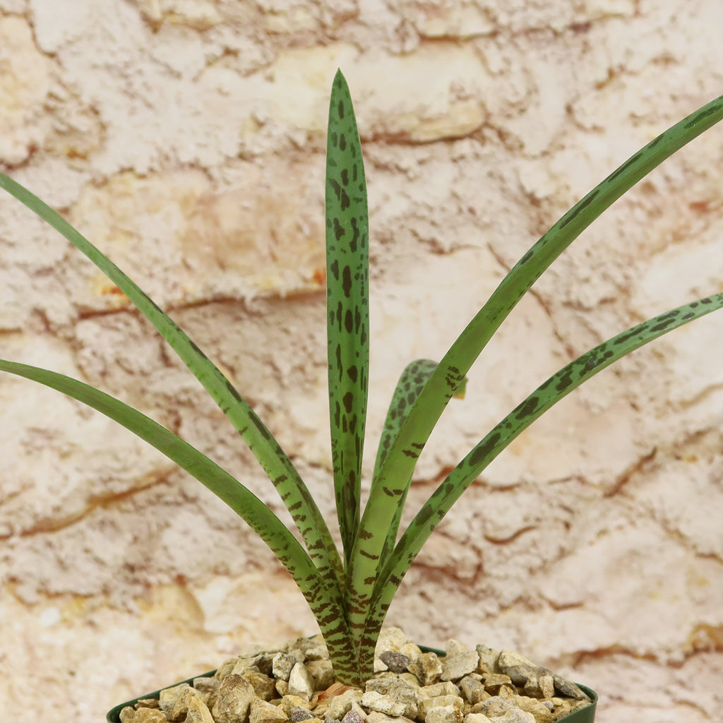 Mangave Freckles and Speckles hybrid succulent, perfect for container gardens, brings lively green color to indoor or outdoor spaces.