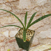 Mangave Freckles and Speckles hybrid succulent with green, spotted leaves in rocky soil, potted in a green square container.