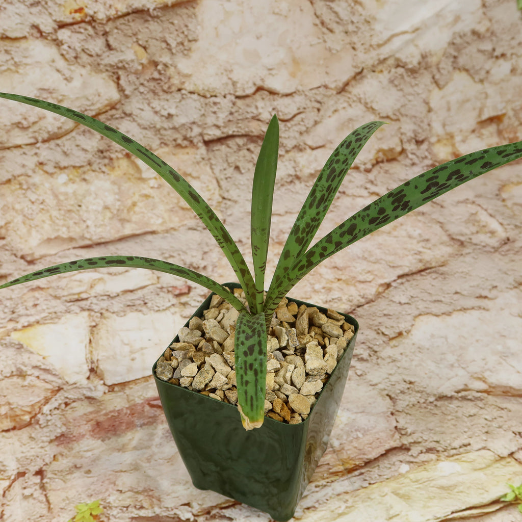 Mangave Freckles and Speckles hybrid succulent with green, spotted leaves in rocky soil, potted in a green square container.