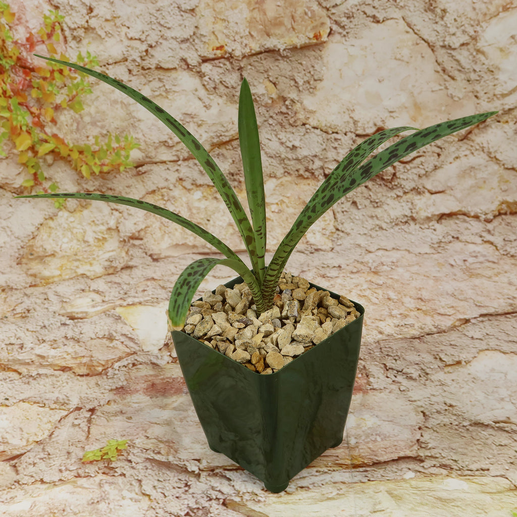 Mangave Freckles and Speckles succulent with narrow, green spotted leaves in a plastic pot with rocks, set before a stone background.