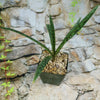 Mangave Freckles and Speckles succulent with green spotted leaves in a pebble-filled pot by a stone wall with trailing green vines.
