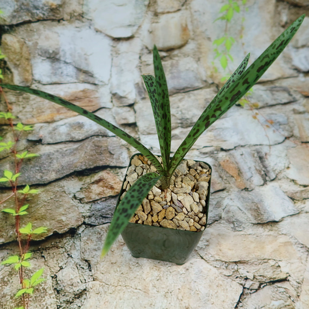 Mangave Freckles and Speckles succulent with green spotted leaves in a pebble-filled pot by a stone wall with trailing green vines.