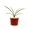 Small Mangave Freckles and Speckles in a brown plastic pot with pebbles, featuring bold green leaves, ideal for container gardening.