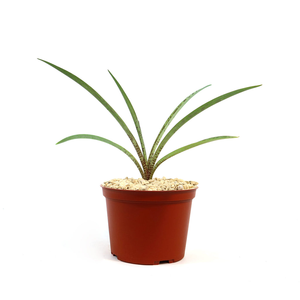 Small Mangave Freckles and Speckles in a brown plastic pot with pebbles, featuring bold green leaves, ideal for container gardening.