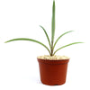 Mangave Freckles and Speckles succulent with spotted green leaves in a small brown pot with pebbles, shown on a white background.